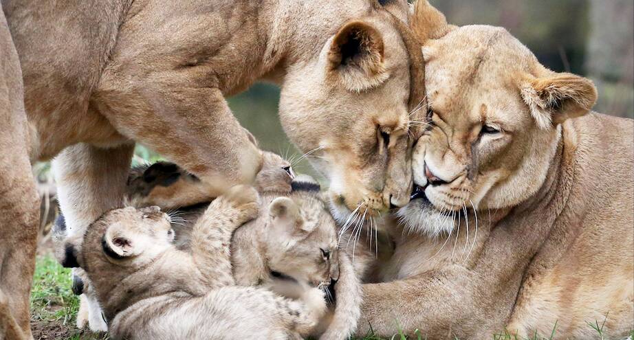Фото дня: львиная семья
