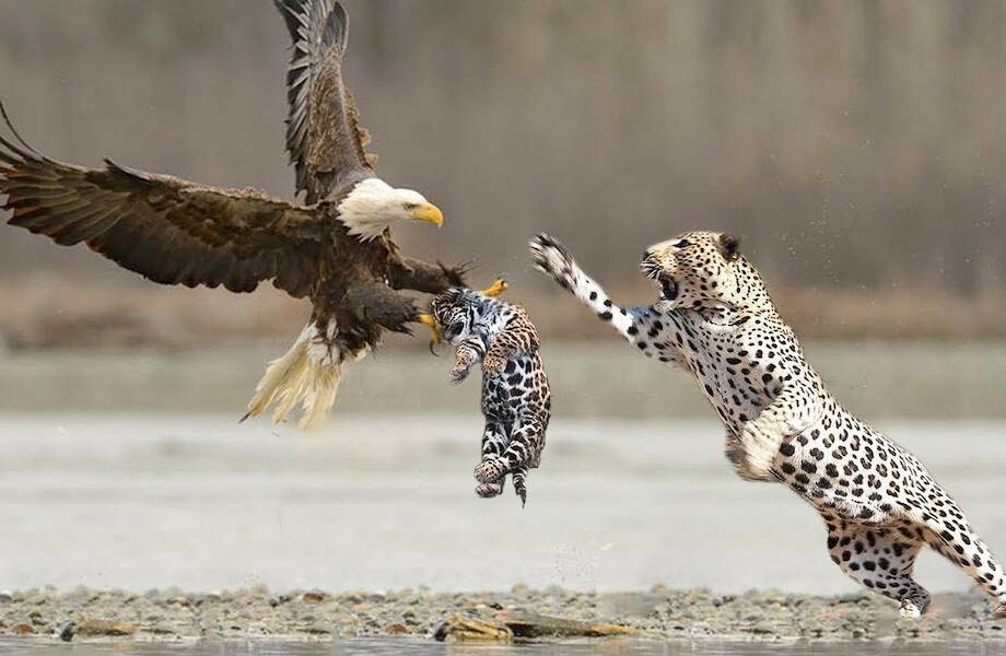 Видео: Матери в деле — как мамы животного мира защищают детенышей Видео: Матери в деле — как мамы животного мира защищают детенышей