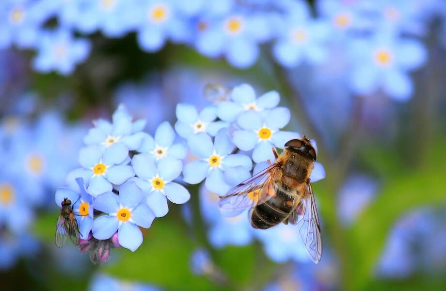 От газонов к бобовым: зачем в США домовладельцам платят за посадку пчелиных лужаек