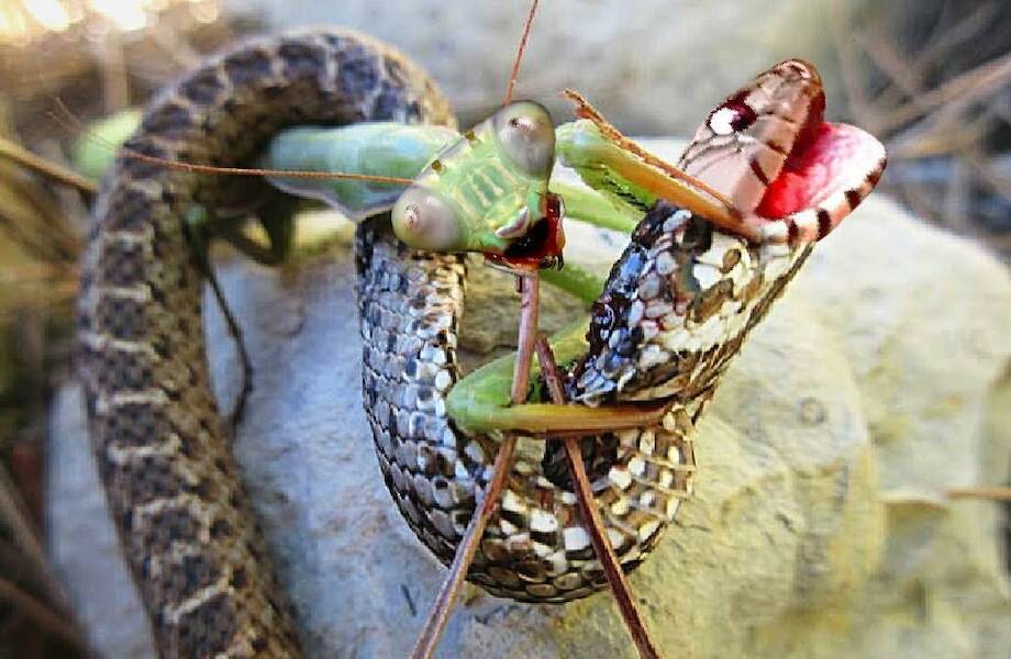 Видео: Невероятные битвы насекомых, от которых становится не по себе