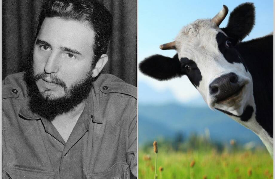 Почему любимицей Фиделя Кастро была корова, и как она стала надеждой кубинцев