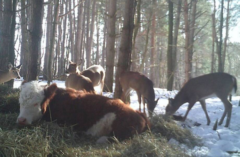 Видео: Сбежавшую корову нашли через год в глухом лесу с необычными друзьями