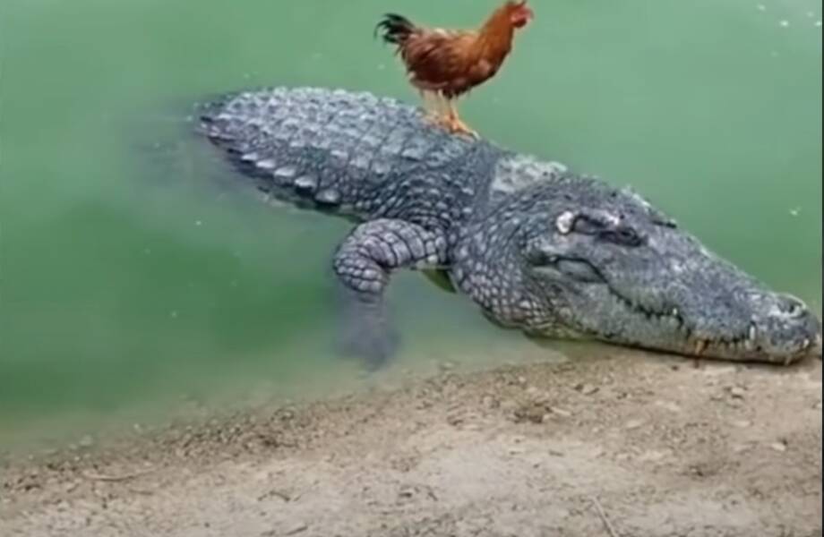 Видео: Как курица гуляла по крокодилу и другие смешные моменты с животными