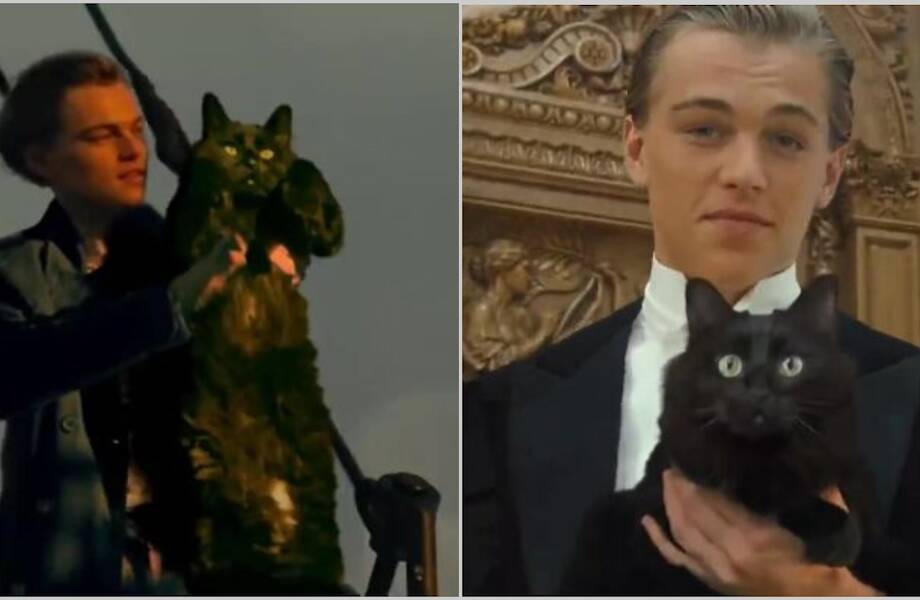 Как бы выглядел «Титаник», если главную героиню заменить на кошку — 12 фото и видео Как бы выглядел «Титаник», если главную героиню заменить на кошку — 12 фото и видео