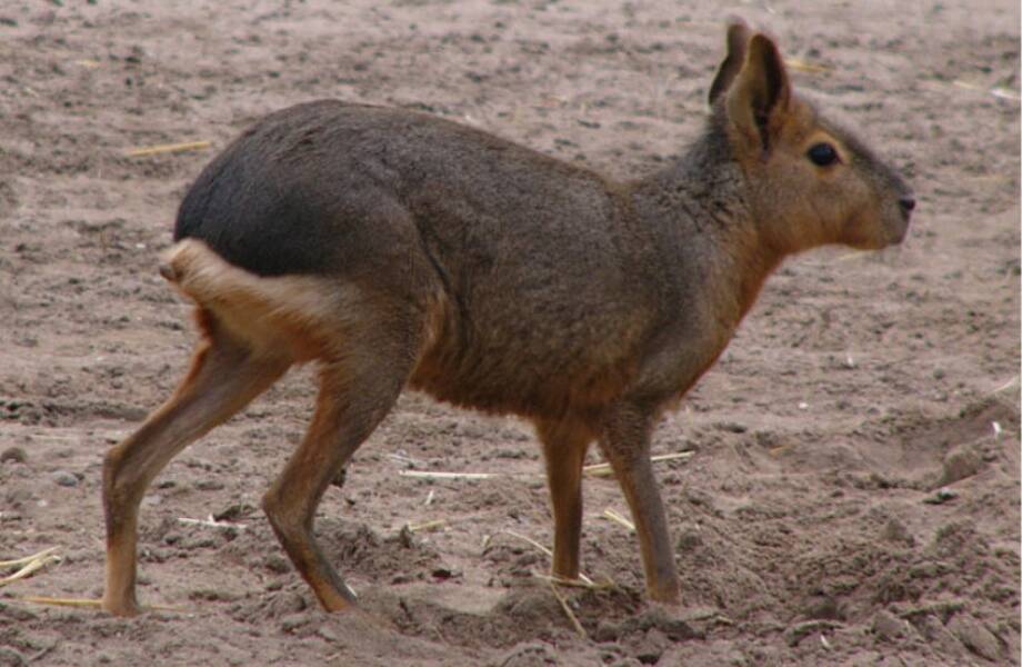 Видео: Где живет патагонский заяц — чудной трансформер из свиньи, оленя и кролика