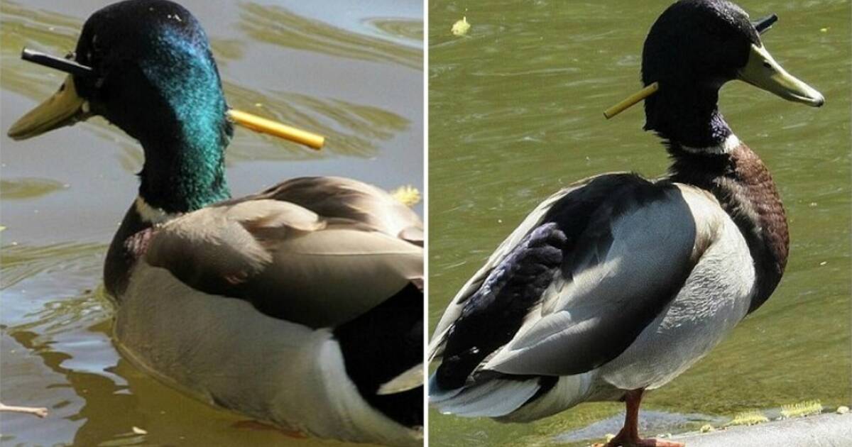 Утка со. Утка в кувшинках. Утка со. Светлые утки. Утка перелетная птица.