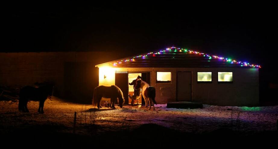 Фото дня: ужин исландских лошадей