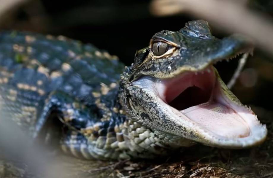 Видео: Детеныш аллигатора забрался в дом и устроил там переполох Видео: Детеныш аллигатора забрался в дом и устроил там переполох