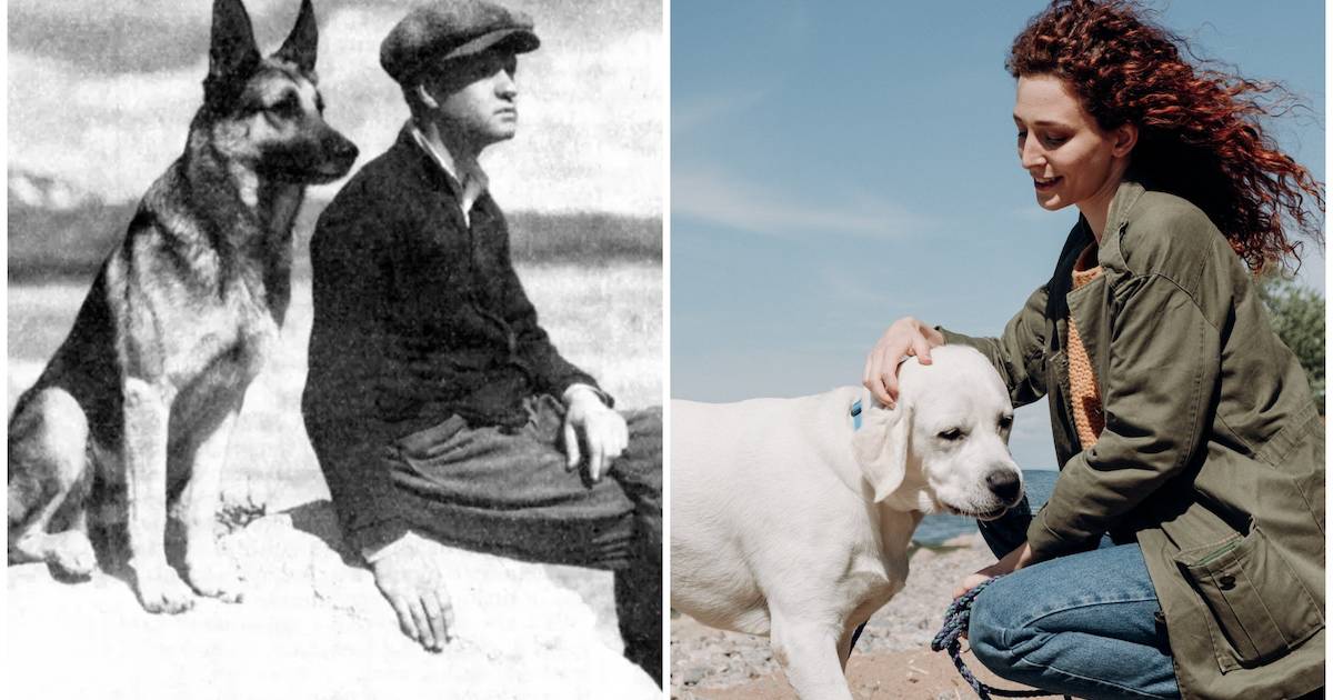 Описание и особенности внешности