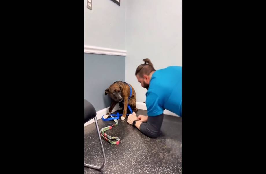 Как напугать собаку. Агрессивные животные у ветеринара. Ветеринар показаощенка популярное видео. Видео испуганный пес у врача.
