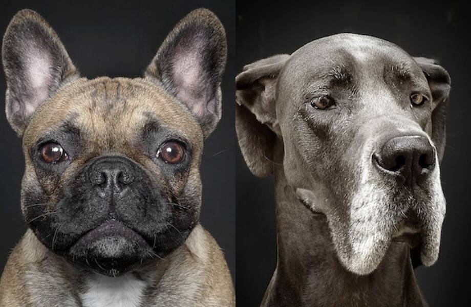17 забавных портретов собак, которые скопировали человеческое выражение лица