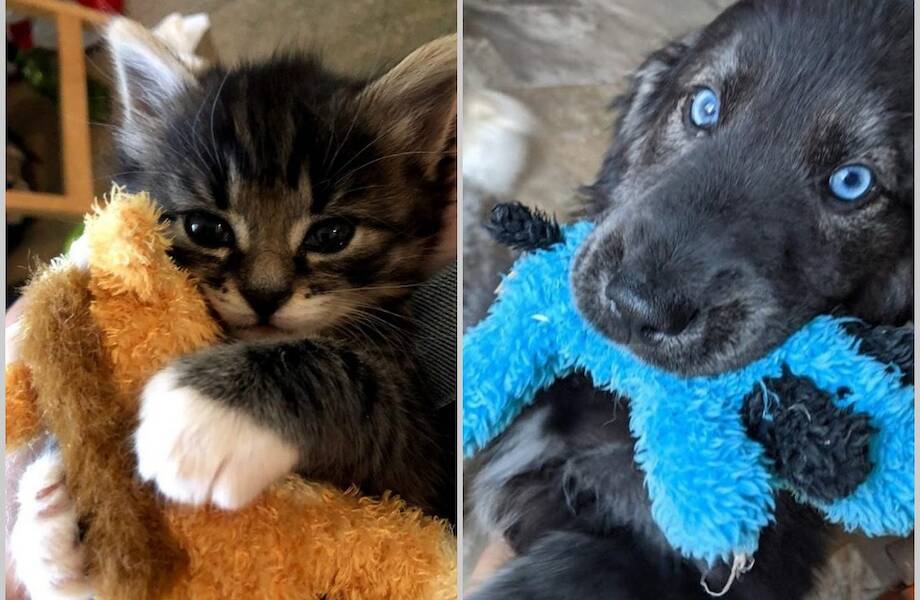 16 фото кошек и собак, которые показали свои любимые игрушки