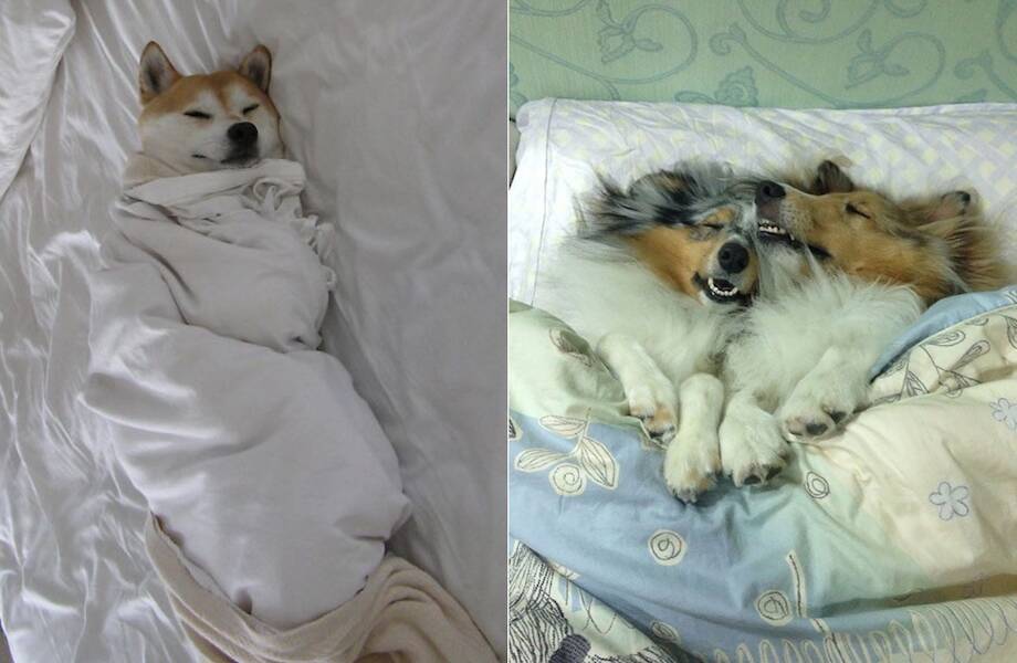 21 комичное фото собак, которые нежатся в кровати в отсутствие хозяев