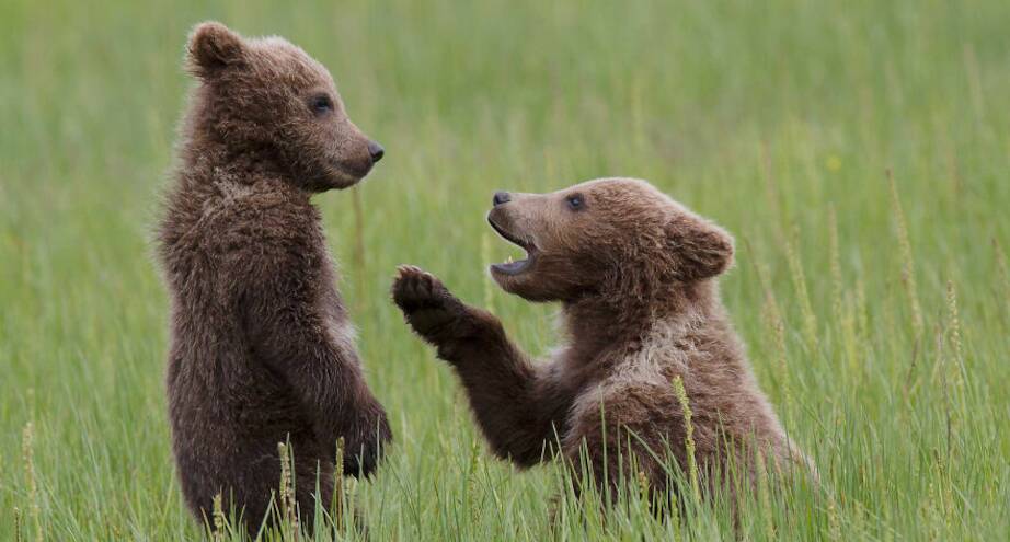 Фото дня: медведь делает медведице предложение