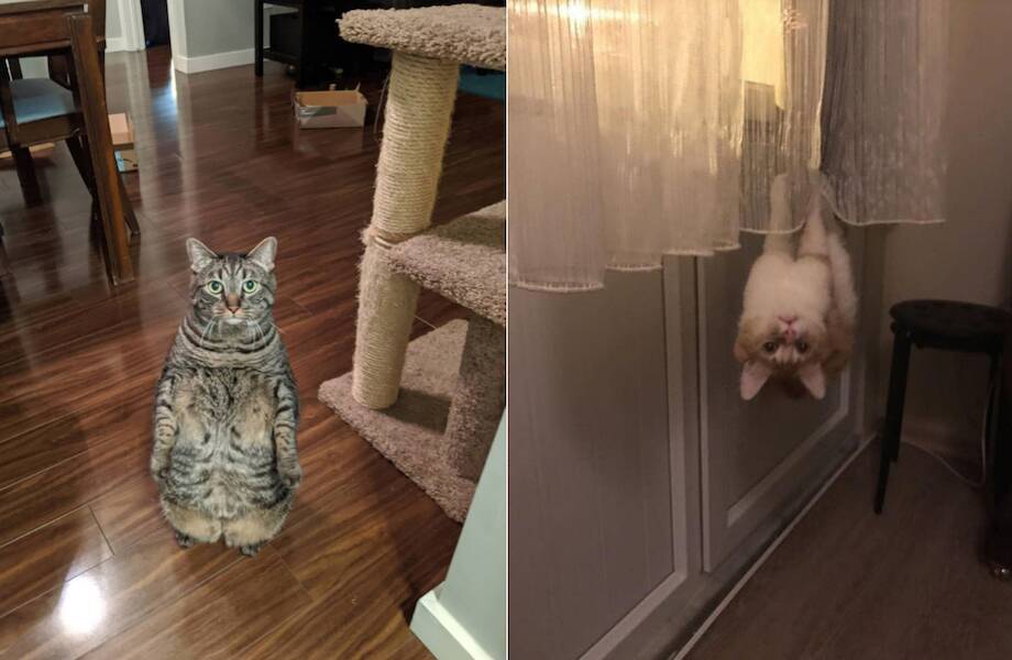 18 котов в странных позах: их хозяева не могли не поделиться забавными снимками в Сети