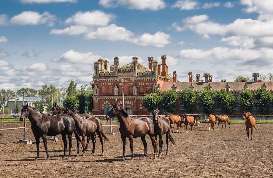 Старожиловский конный завод: место, где уже более полувека разводят лошадей
