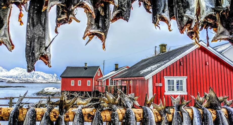 Фото дня: рыба сушится на открытом воздухе в Норвегии