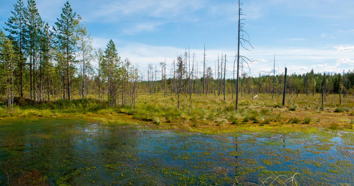 Видео: Почему болото засасывает, и как из него можно выбраться