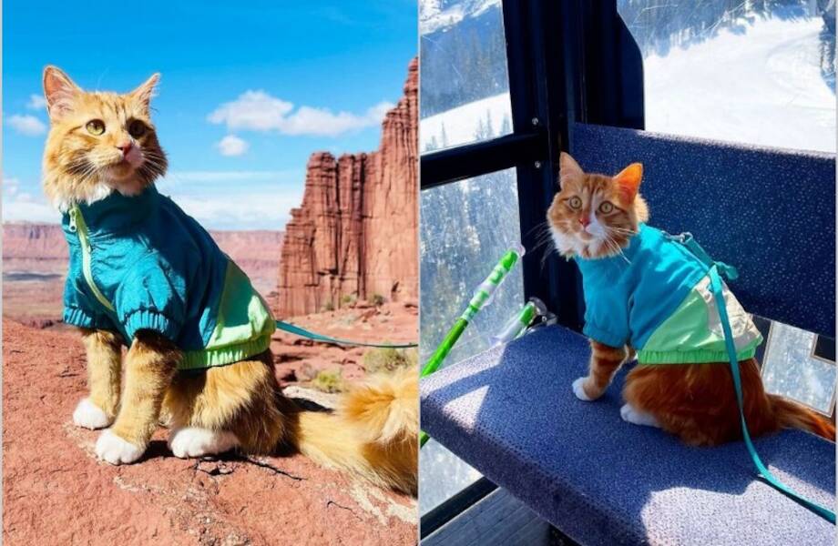 16 снимков кота Либхена, который вдохновляет на путешествия с питомцами