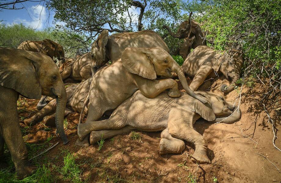 17 милых фото из питомника в Кении, где воспитывают осиротевших слонят