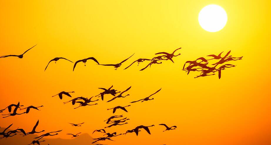 Фото дня: фламинго в полете на фоне солнца