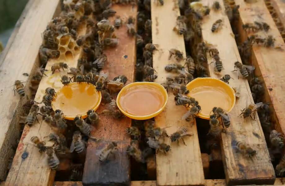 Видео: Какой мед выберут сами пчелы — домашний или магазинный