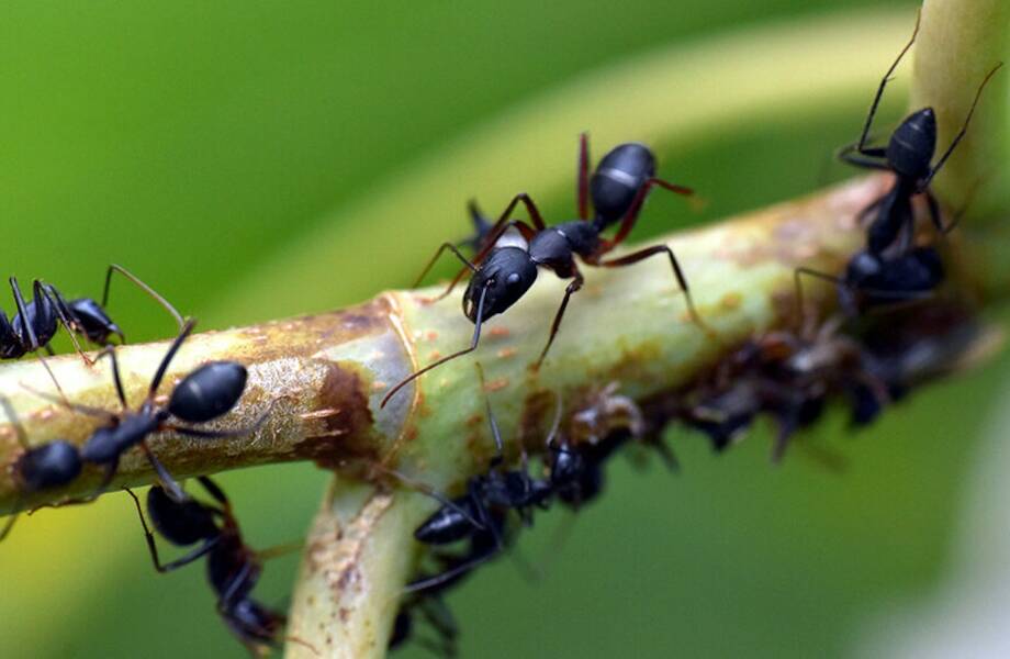 Видео: На что способны одни из самых умных существ на планете — муравьи