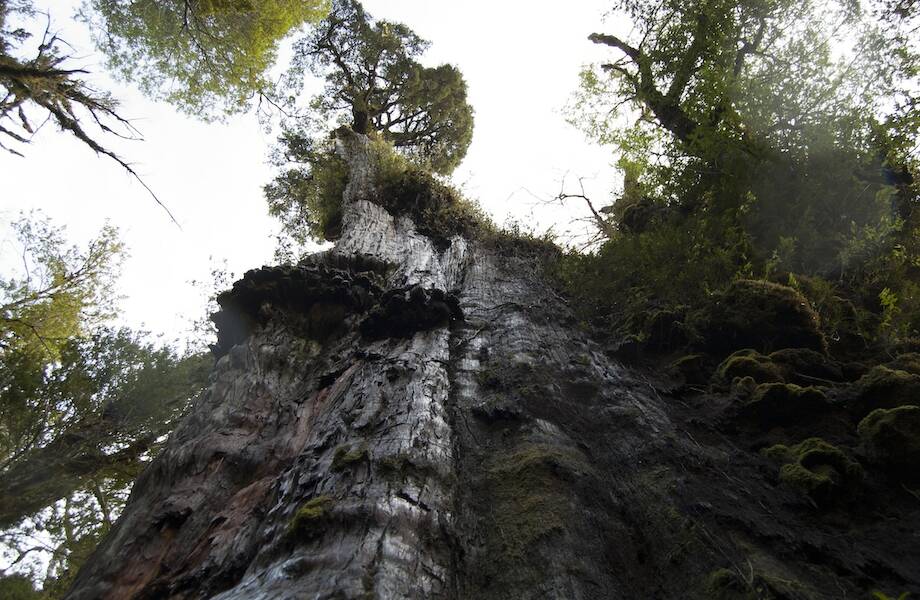 Фото самого старого дерева планеты: как выглядит кипарис, которому почти 5,5 тысяч лет