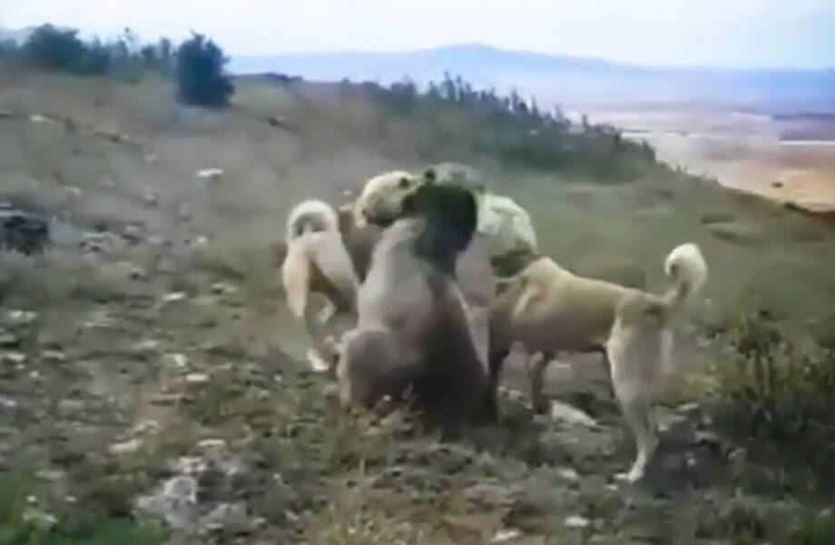 Видео: Два волкодава против медведя — редкие битвы животных, снятые на камеру