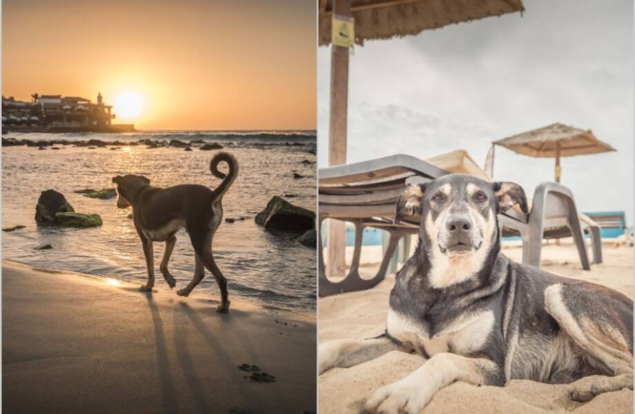 15 фото бродячих собак и их беззаботной жизни на острове 