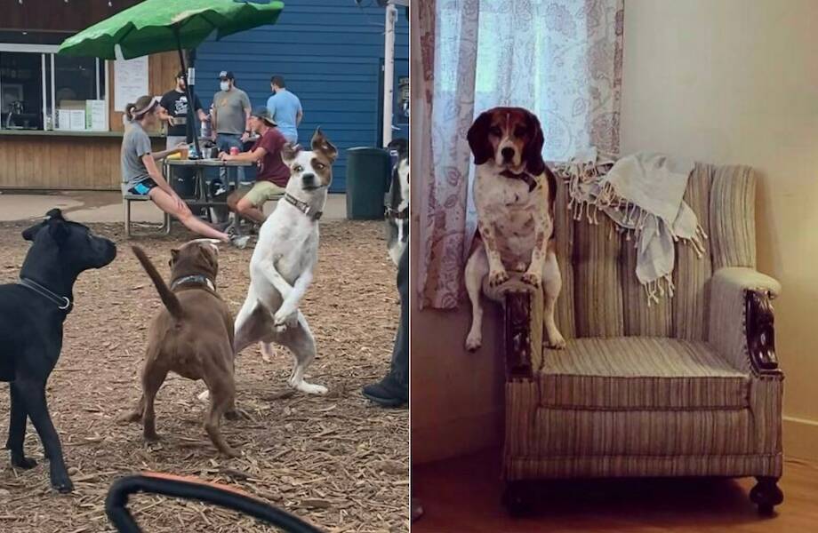 15 комичных снимков собак, на которых хвостатые ведут себя как-то странно