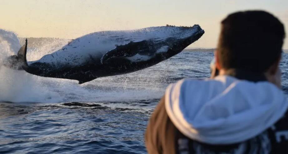 Фото дня: возвращение горбатых китов в гавань Сиднея