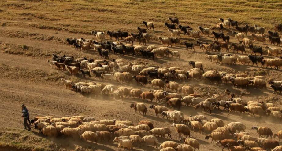 Фото дня: стадо овец в Турции