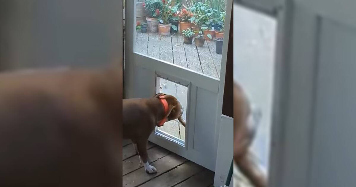 Видео: Собака пытается пролезть в отверстие в двери с палкой