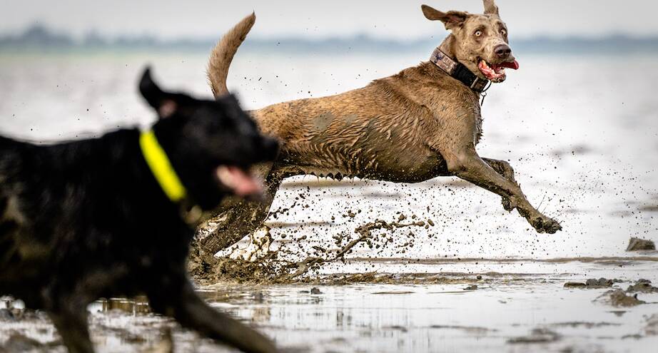 Фото дня: собачье раздолье на берегу Северного моря 