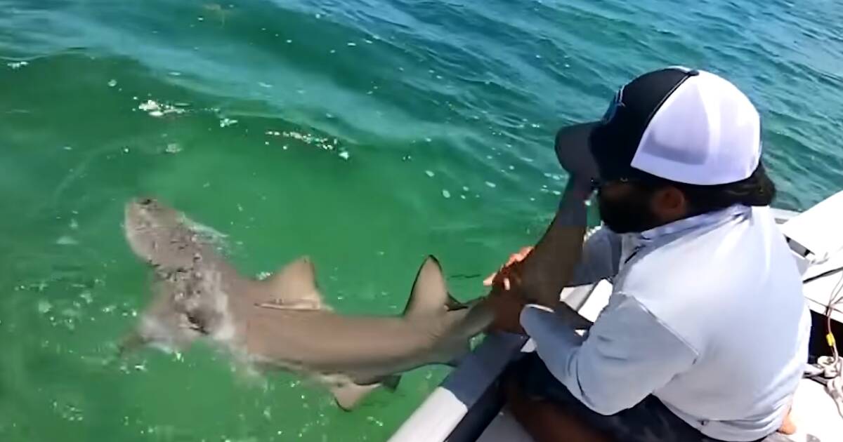 Покажи видео нападение. Нападения зверей на человека в море. Акула выпрыгивает из воды. Нападения леопардов на людей.