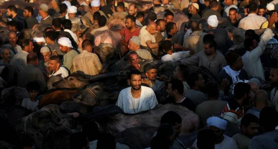Фото дня: ажиотаж на животноводческом рынке Египта