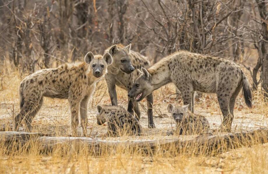 Видео: Животные и насекомые с негативной репутацией, которые ее не ...