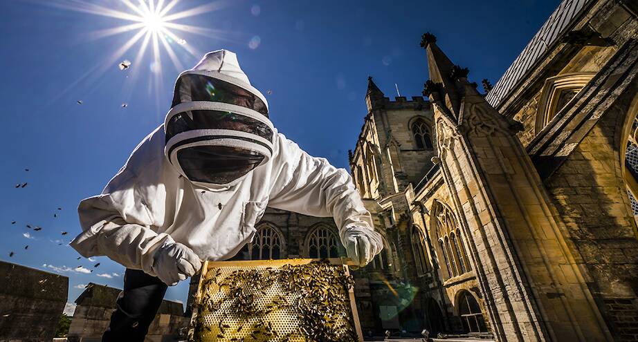 Фото дня: Рипонский собор, ставший домом для пчел