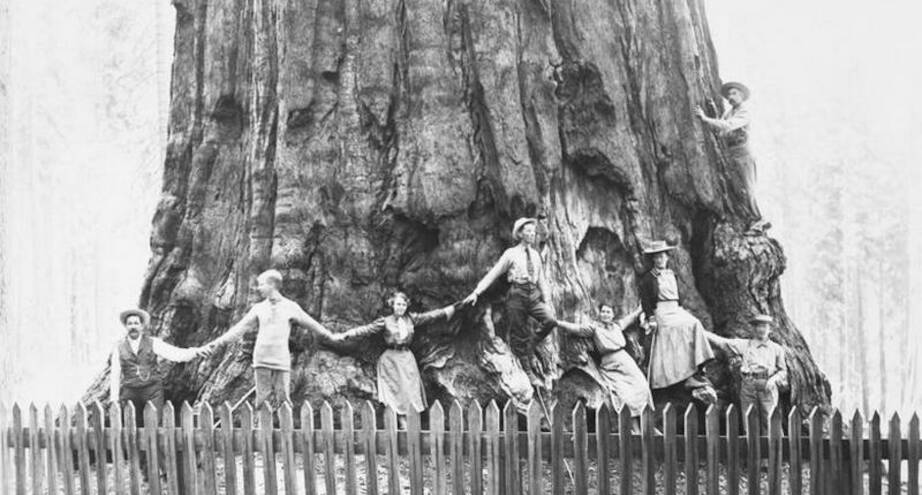 Фото дня: у дерева «Генерал Шерман», 1905 год