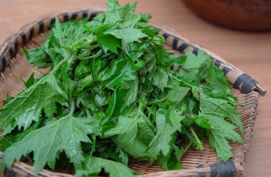 Видео: Какую траву китайцы боятся трогать, но делают из нее вкусный ...