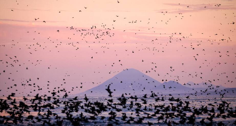 Фото дня: птицы взлетают над Охотским морем