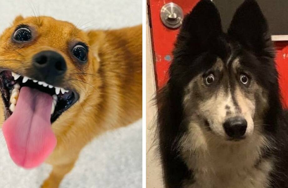 10 фотографий собак, которые способны и развеселить, и озадачить  одновременно