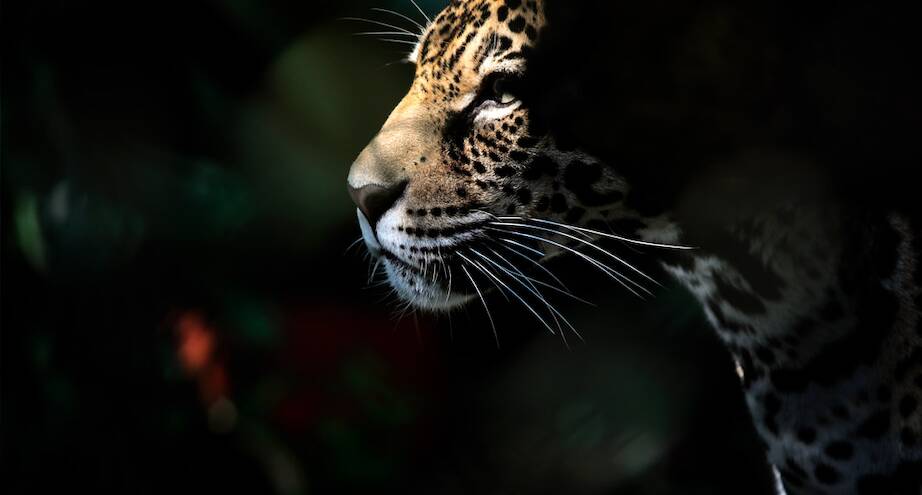 Фото дня: леопард, которого спасли от контрабандистов в Колумбии