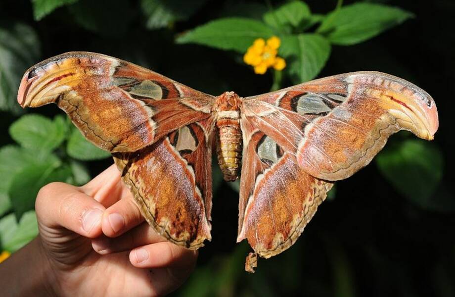 Почему самая большая бабочка планеты живет всего 5 дней
