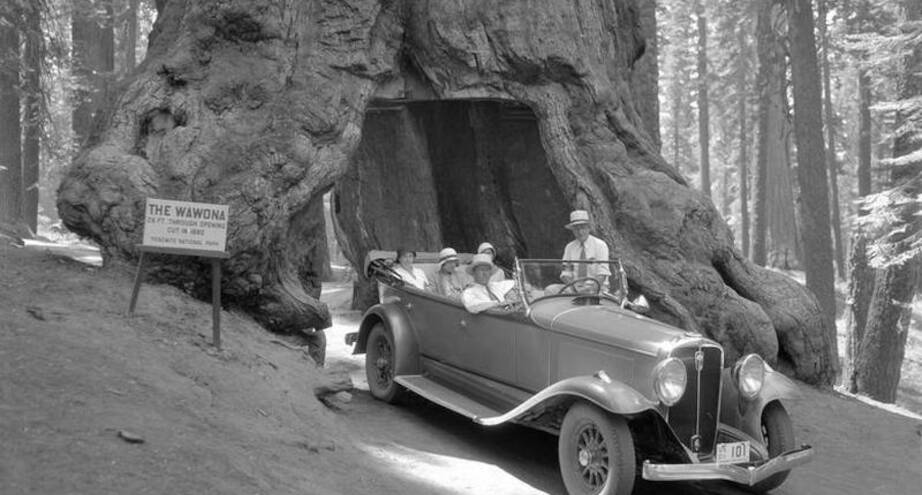 Фото дня: автомобиль в туннеле, прорубленном в дереве, 1932 г.