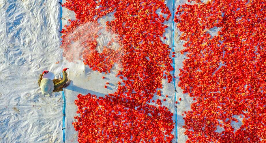 Фото дня: сушка помидоров