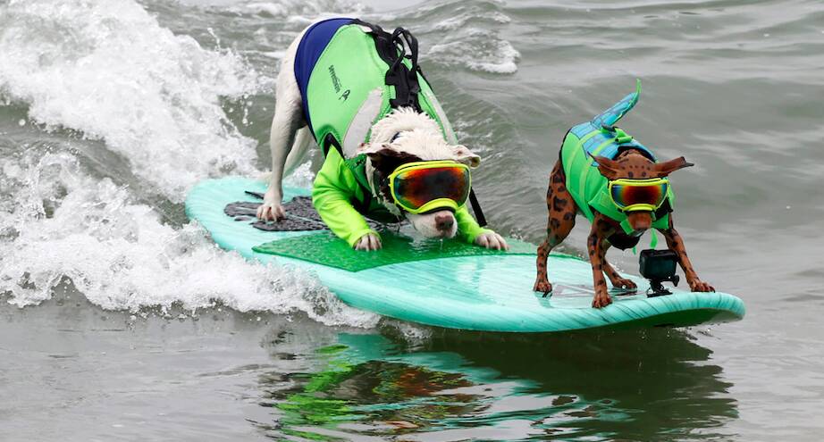 Фото дня: собачий серфинг