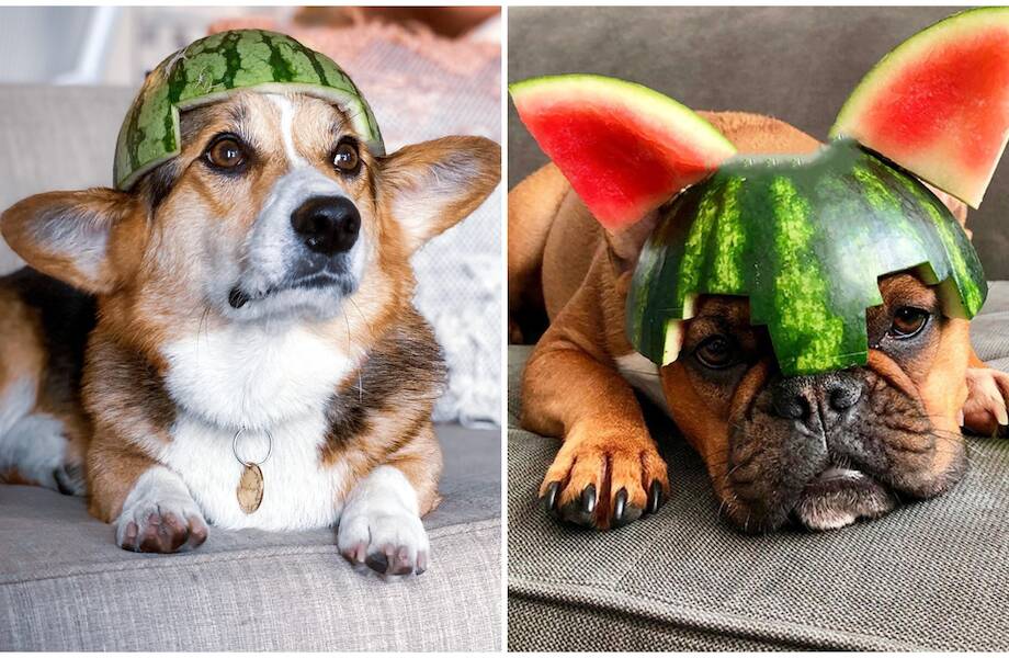 Вторая жизнь арбузных корок: 15 уморительных фотографий собак в арбузных  шлемах