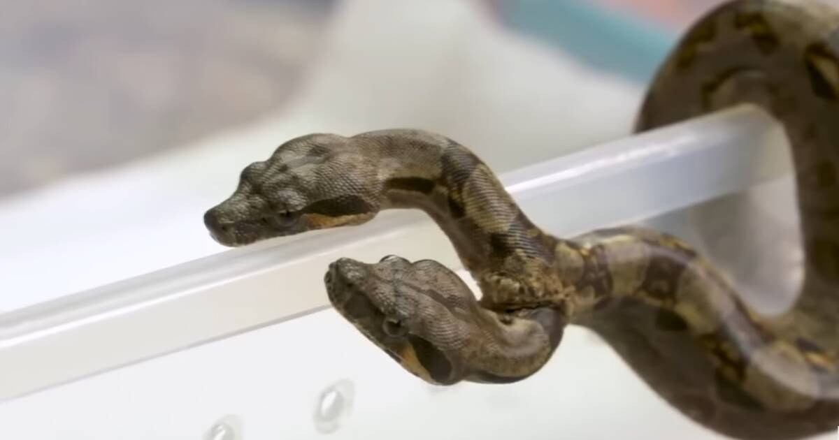 Новое открытие: двухголовая змея привлекает внимание научного сообщества